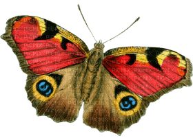 Kaz_Creations Butterfly - nemokama png