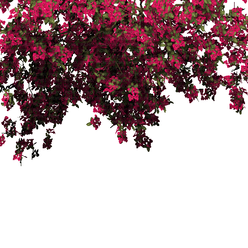 flower ranke - GIF animado gratis