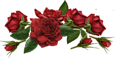 Rosen, roses - GIF animasi gratis
