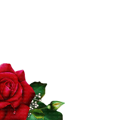 Red rose - darmowe png