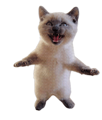 Nina cat, nina , animals , funny , cute , cat - GIF animado grátis - PicMix