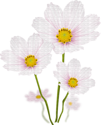 fleur blanche.Cheyenne63 - фрее пнг