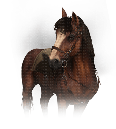 Pferd - бесплатно png