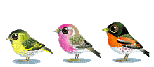 Animated Hopping Birds - Free animated GIF