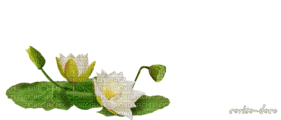 lotus - besplatni png
