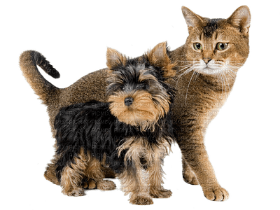 chien chat cat dog - png gratuito