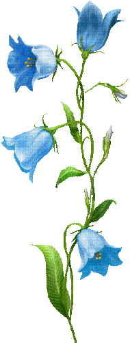 Animated.Flowers.Blue - By KittyKatLuv65 - Ingyenes animált GIF