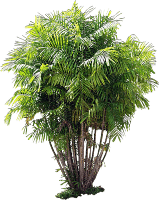 plants katrin - 免费PNG