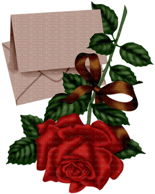růže - kostenlos png