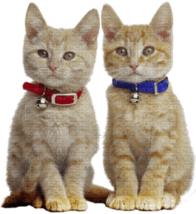 Kaz_Creations Cats Kittens Cat Kitten - png gratis