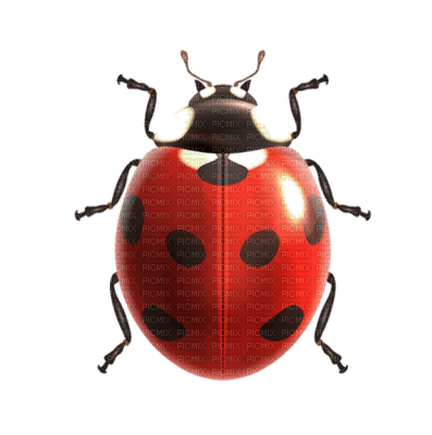 Kaz_Creations Ladybugs Ladybug - PNG gratuit