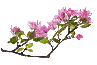 Floral Branch - 無料png