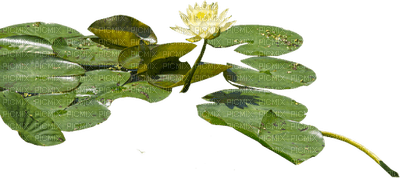 water lily, sunshine3 - PNG gratuit