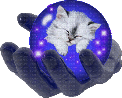 boule chat - Free animated GIF