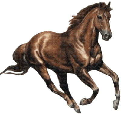 horse. horses bp - png gratis