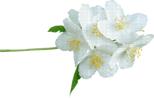 flowers spring - nemokama png