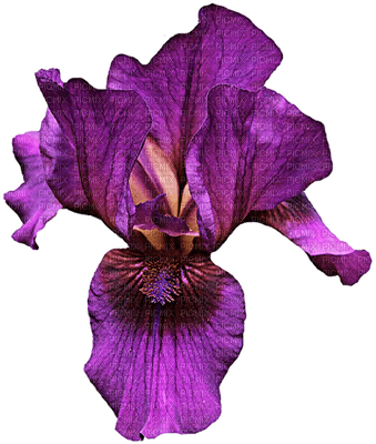 orchids  purple bp - ücretsiz png