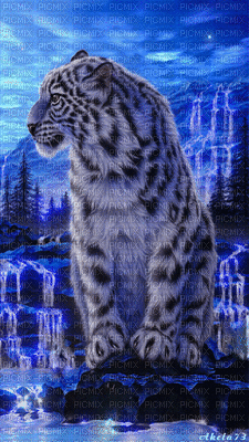 Snow Leopard - Бесплатный анимированный гифка