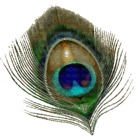 Peacock feather - 無料png