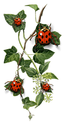 Coccinelle - 免费PNG