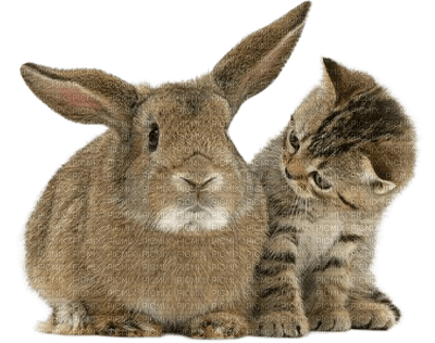 Kaz_Creations Animals Rabbit Cats Cat Kitten - zadarmo png