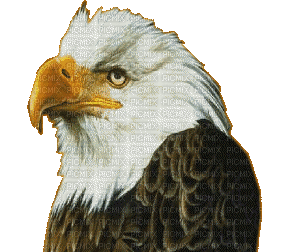eagle bp - GIF animado grátis