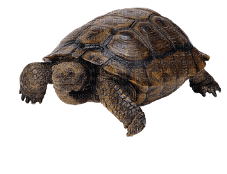 kilpikonna, turtle - ücretsiz png