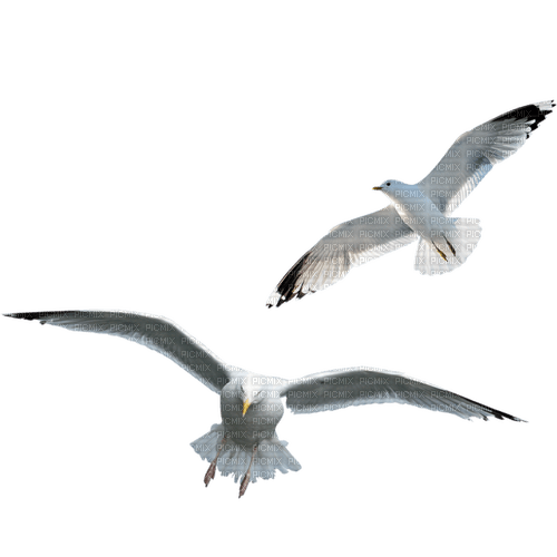 Птицы - PNG gratuit