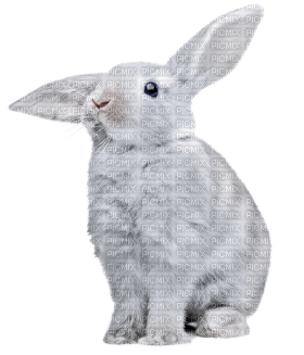 Kaz_Creations Rabbit - zdarma png