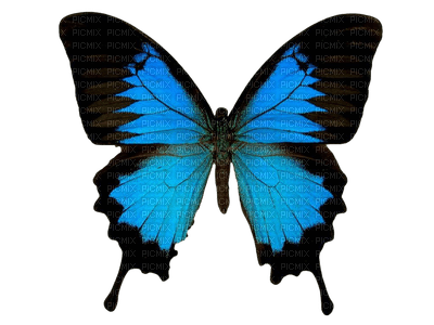 butterfly - besplatni png