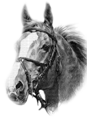 horse katrin - Free PNG