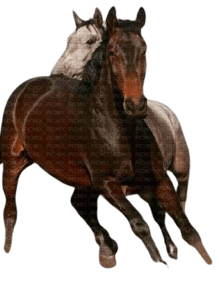 Chevaux amoureux - darmowe png