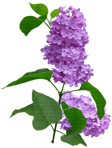 lilac - besplatni png