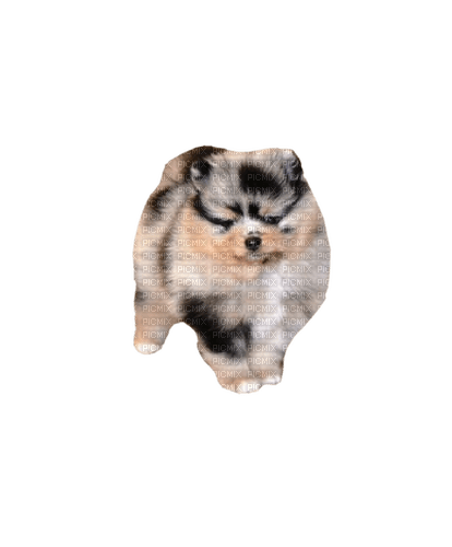 Pomeranian - png grátis
