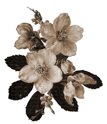 fleur Pelageya gif animation rose - png gratis
