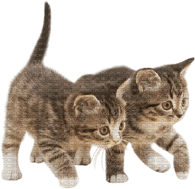MMarcia gato cat chat - PNG gratuit