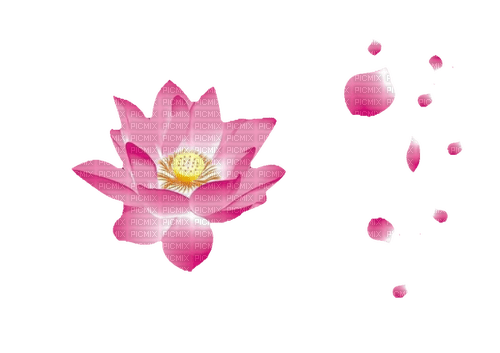 Lotus - png grátis