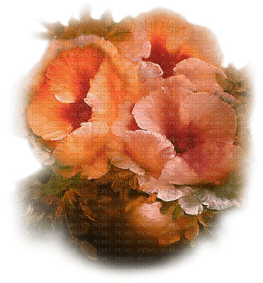 fleur orange.Cheyenne63 - PNG gratuit