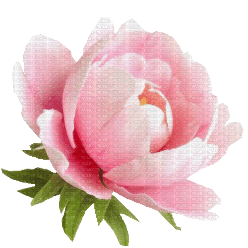 Pfingstrose, rosè, Blume - GIF animado gratis