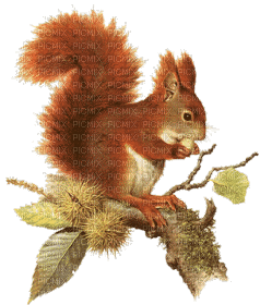 Eichhörnchen - Kostenlose animierte GIFs