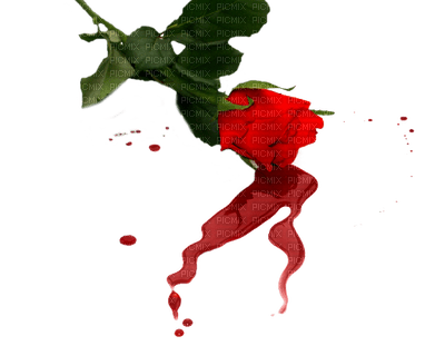 Rosa - 免费PNG