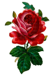 Rose Rouge Vintage - безплатен png