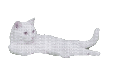 Cat.Chat blanc.Gato.gif.Victoriabea - Bezmaksas animēts GIF