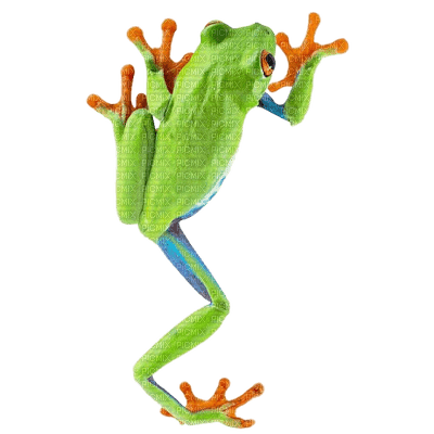 frog - png gratis