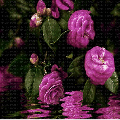 background hintergrund fondo flowers milla1959 - Ilmainen animoitu GIF