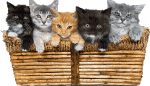 Kaz_Creations Cats Cat Kittens Kitten - Free animated GIF