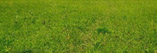 Gras - ingyenes png