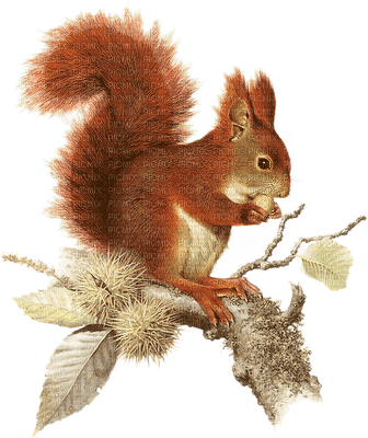 Kaz_Creations Squirrel On Branch - gratis png