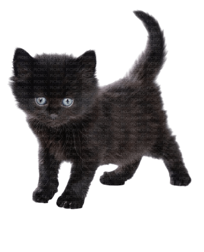 черный кот - ilmainen png