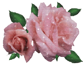 roses - Free animated GIF